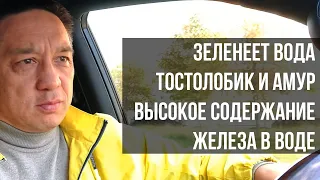 Ответы на вопросы. Почему зеленеет вода в пруду? Помогут ли толстолобик и амур в очистке пруда и др.