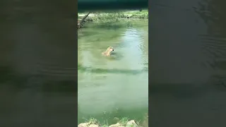 Sneaky Duck Confused Tiger #shorts #viral #animals