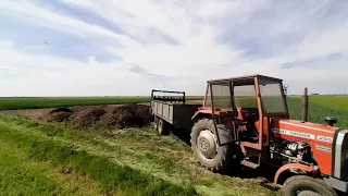 Pierwsze w historii gospodarstwa wywożenie obornika na pryzmę