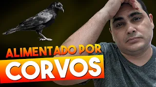 Elias foi alimentado pelos corvos - Você entendeu errado | curso aleftav