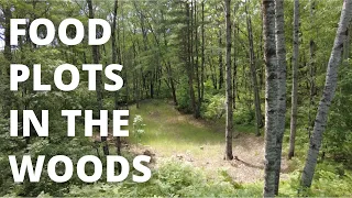 Food Plots For Deer In The Woods