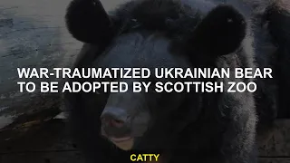 The war to be accepted by the Scottish Zoo is the month of travomatic ukraine