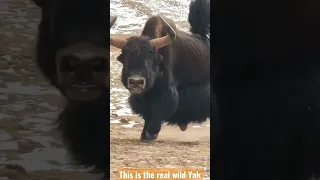 The Real Wild Yak is Much bigger Then Domestic 🔥🔥🔥🦬🦬😱😱