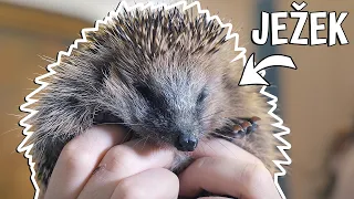 MÁME NOVÉ DOMÁCÍ ZVÍŘE? - JEŽEK 🦔