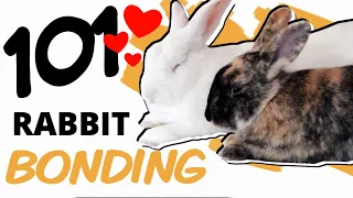 A Beginners Guide to Bonding Rabbits