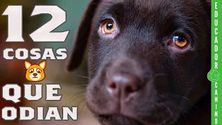 12 COSAS que NO DEBES hacer NUNCA con TU PERRO