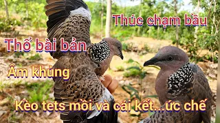 Thổ âm khủng,bài bản,âm thúc chạm bầu .clip 761 | kèo tets mồi và cái kết ức chế.Nguyễn Quân