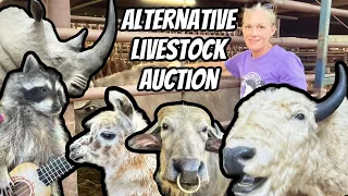 Unleashing the Wild: Unusual Farm Animals in Bizarre Auction