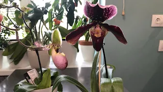 Орхидея пафиопедилум, мой уход. Paphiopedilum Pinocchio, гибридный пафиопедилум