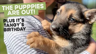 Happy birthday Tangy the Kelpie, someone new wins the bush hunt and the puppies are out!