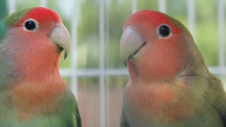 LOVEBIRDS HD