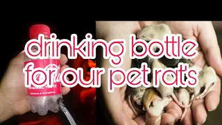DIY: drinking bottle for our pet rat's