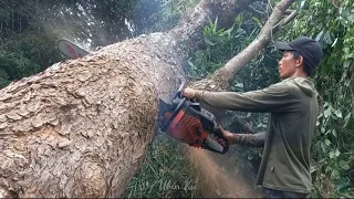 Bernasib sial‼️‼️‼️pohon tumbang ke rimbunan bambu dan bolong,jadi sarang sepasang burung hantu