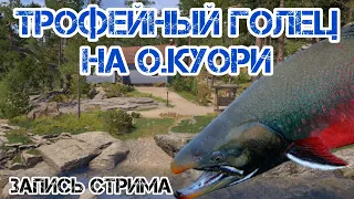 ⚓Поймали таки трофейного гольца на Куори / Russian fishing 4: Стрим #64 / #рр4