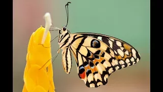 How a Caterpillar Becomes a Butterfly, Explained