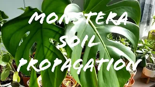 Monstera Soil Propagation