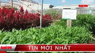 ⚡ Tin mới nhất | Chợ rau độc đáo của một thầy giáo ở Cần Thơ