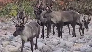 Оленеводы и сотрудники метеопоста в Зейском округе досрочно проголосовали за будущего губернатора