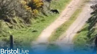 Incredible footage shows 'big cat' caught on camera in the West Country