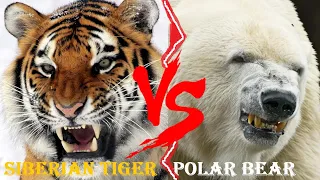 Siberian Tiger VS Polar Bear - Siberian Tiger VS Polar Bear Who Would Win