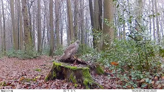 Habicht Männchen vs. Mäusebussard