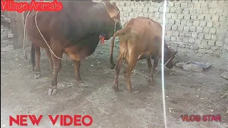 Most Popular Powerful Strong Bull and cow Meeting in my village | Village Animals.|