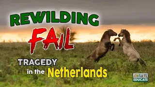 Rewilding Fail - Tragedy in the Netherlands - Oostvaardersplassen