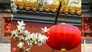 玉兰花盛开在北京, Magnolia blossom in Beijing, China vacation 2019