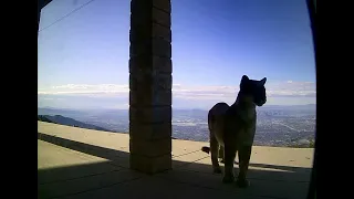 Cougar on the prowl along the Rim of the World, Crestline, Ca