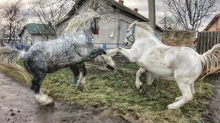 ПАРА ПЕРШЕРОНІВ НА ПРОДАЖУ/КОНІ ВАГОВОЗИ/horses in Ukraine