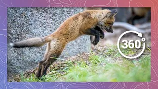Red Fox: Life at the Den | Wildlife in 360 VR