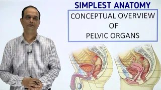 PELVIC ORGANS : An Overview