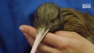 An injured kiwi arrives at the Auckland Zoo Vet Hospital