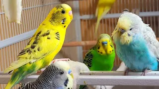 9 Hr Chirping & Happy Life of Parakeet Budgies Birds, Reduce Stress of Lonely Quiet Birds