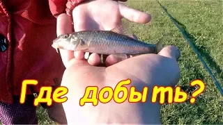 Где добыть еду в деревне !