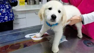 Puppy's First Visit to the Vet. Golden Retriever Puppy The First Time At Doctor!