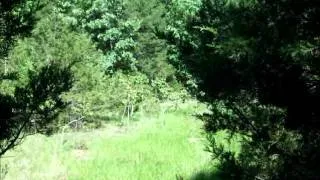 Sheep Frogs at Hercules Glades Wilderness, Missouri