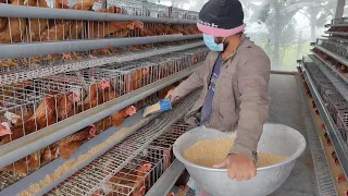 লেয়ার মুরগিকে খাবার দেওয়ার নিয়ম।Rules for feeding layer chickens.