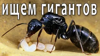 Ищем муравьёв-гигантов! Похождения за кампонотусами (Camponotus vagus и другие) В поисках маток 2.2