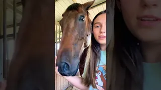 Play this sound and see how your horse reacts😂