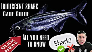 Iridescent shark Care Guide! Must watch before you buy this monter Fish. All you need to know!