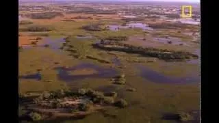 Predators and Prey - Okavango