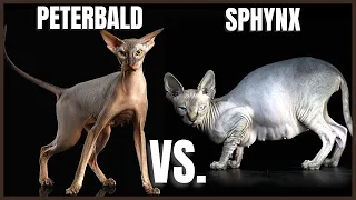 Peterbald Cat VS. Sphynx Cat