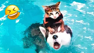 Funny Dogs And Cats Videos 2024 😅 - Best Funniest Animal Videos Of The week #80