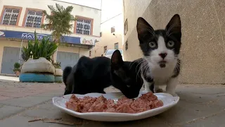 Homeless cats who don't trust people are hungry.