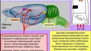 Дубынин Вячеслав Лекция 4 Мозг и память