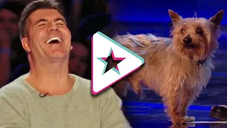 HILARIOUS Dog Acts Go WRONG: Max The Dog Has Ant Running Scared! | Animal Auditions From Got Talent!