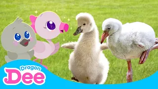 🥺I Want to Glow Up! ✨🦢✨ | REAL Baby Swan & Flamingo Song | Learn Animals 🎵 | Dragon Dee Kids Songs