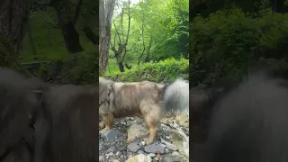 روستای برار مرزن آباد جاده چالوس