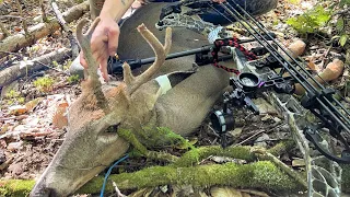 Velvet Buck From The Ground!! (Bow hunting) Jake Pearce